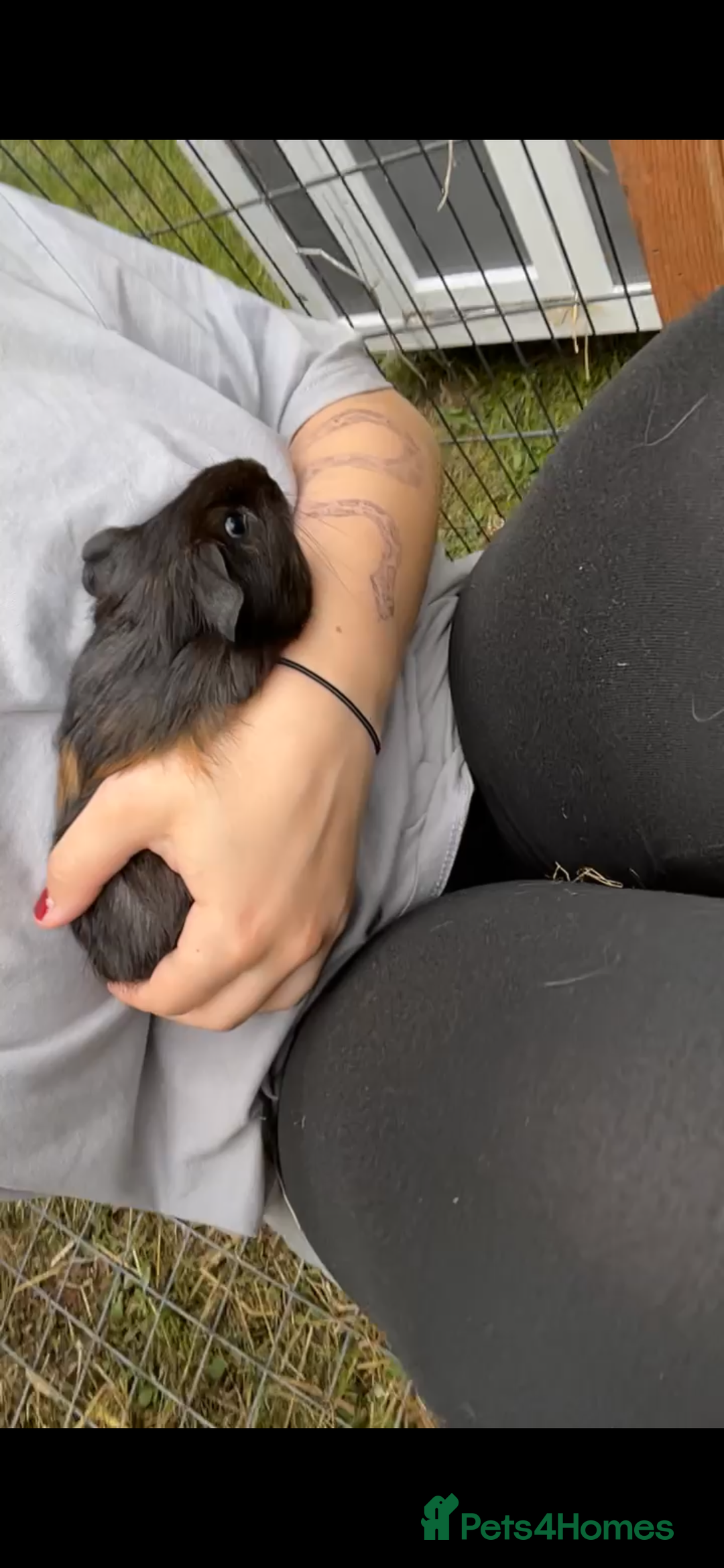Guinea Pig rodents for sale: 6 week old male English crested guinea pigs  - Image 3
