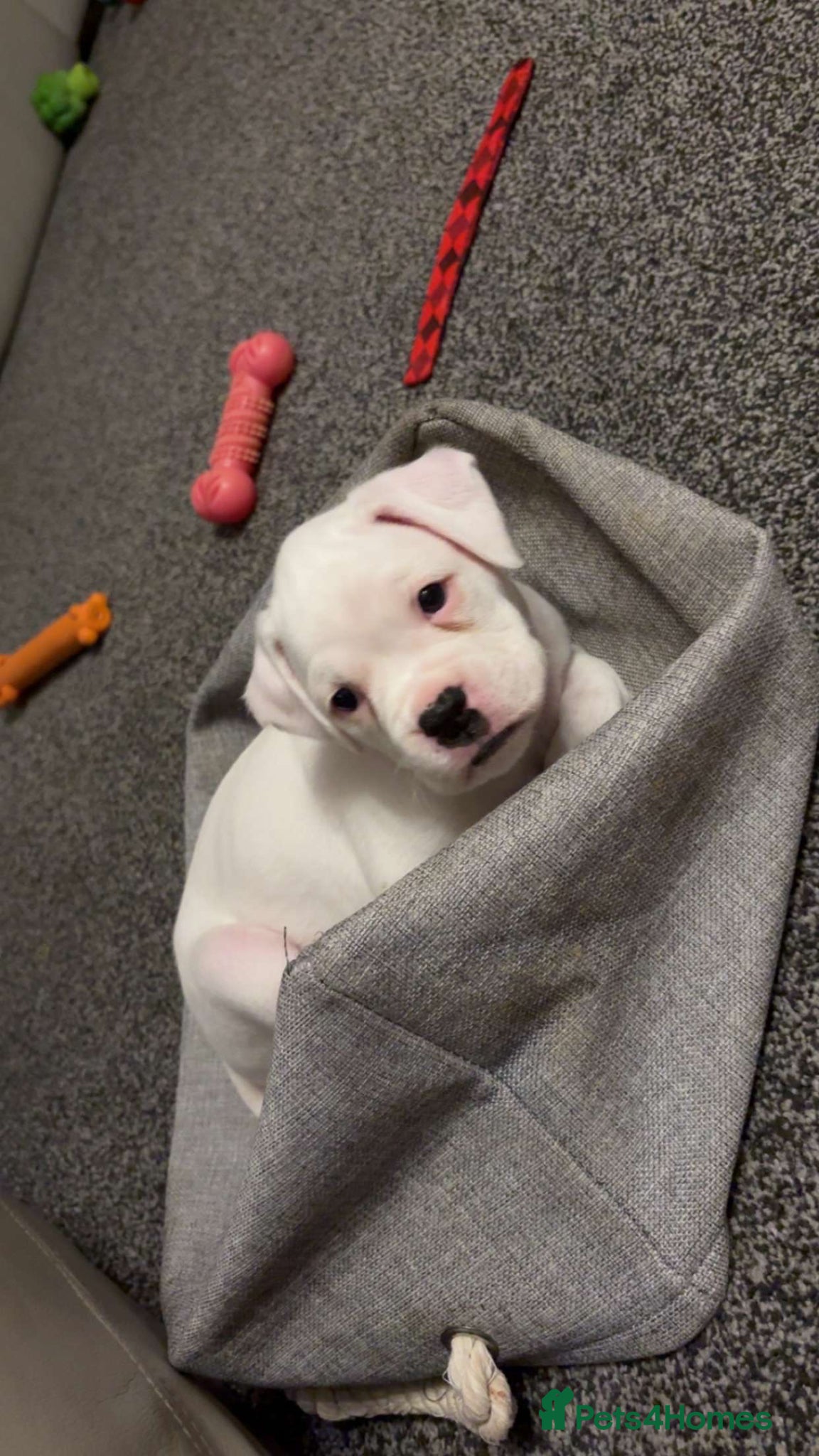 Boxer dogs Outstanding Boxer Litter. - Advert 4