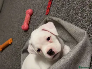 Boxer dogs Outstanding Boxer Litter. - Advert 4