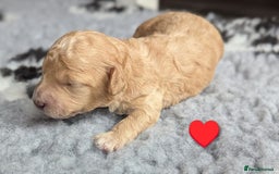 Poochon dogs for sale: 🐾 Adorable F1b Poochon Puppies - Ready November🐾 - Image 33