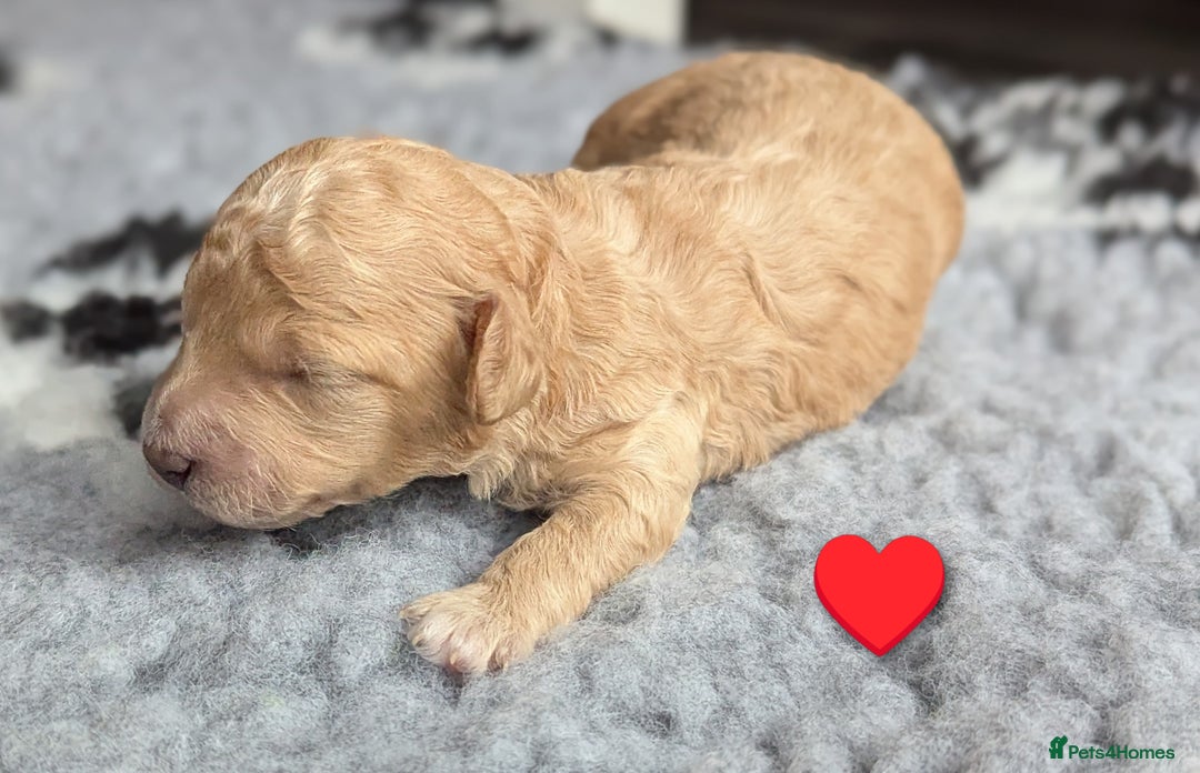 Poochon dogs for sale: 🐾 Adorable F1b Poochon Puppies - Ready November🐾 - Image 33