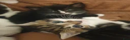 Mixed Breed cats for sale: Sweet Kittens Raised with Love and Children - Advert 26