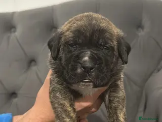 Presa Canario dogs Outstanding! Presa Canario puppies - Advert 3