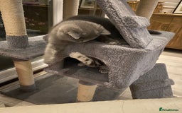 British Shorthair cats for sale: British Blue kittens  - Image 6