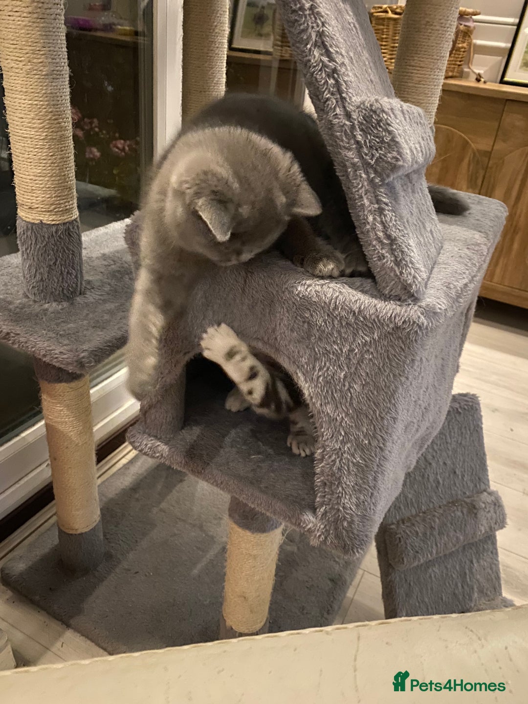 British Shorthair cats for sale: British Blue kittens  - Image 6