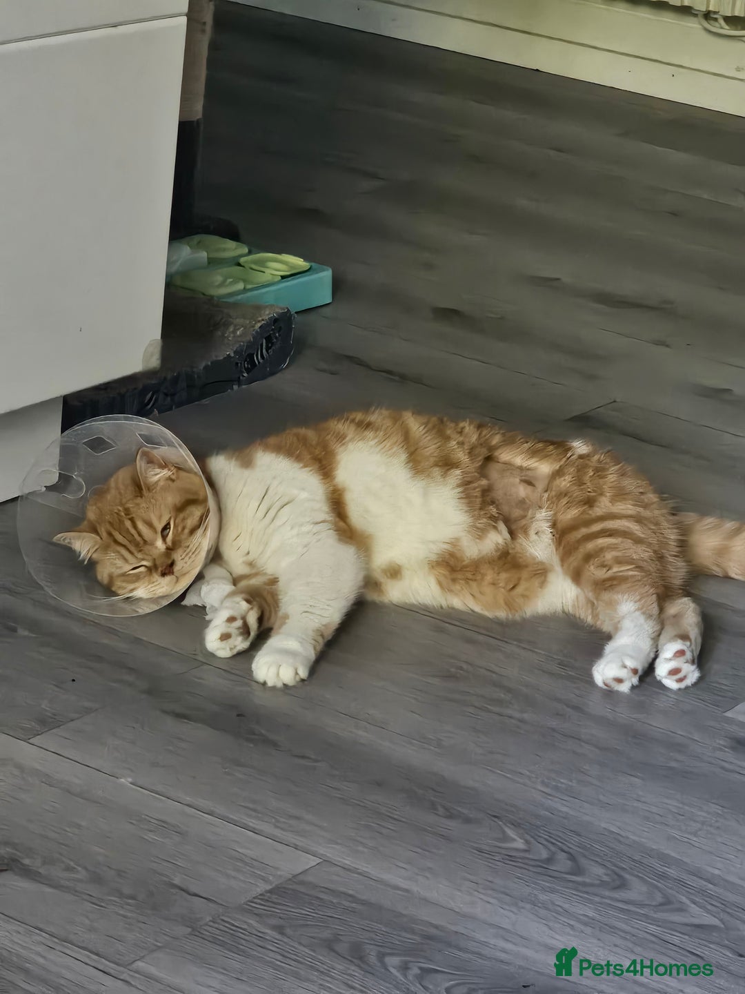 British Shorthair cats for sale: Pedigree ginger & white British short hair female  in Dover - Image 9