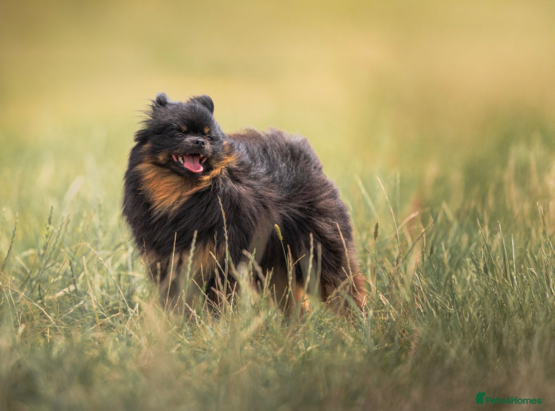 Pomeranian dogs for sale: 1.5 year old female Russian Pomeranian  - Image 9