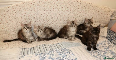 Maine Coon cats - Advert 10