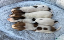 Jack Russell dogs for sale: 3 Jack Russell boy pups - Image 5