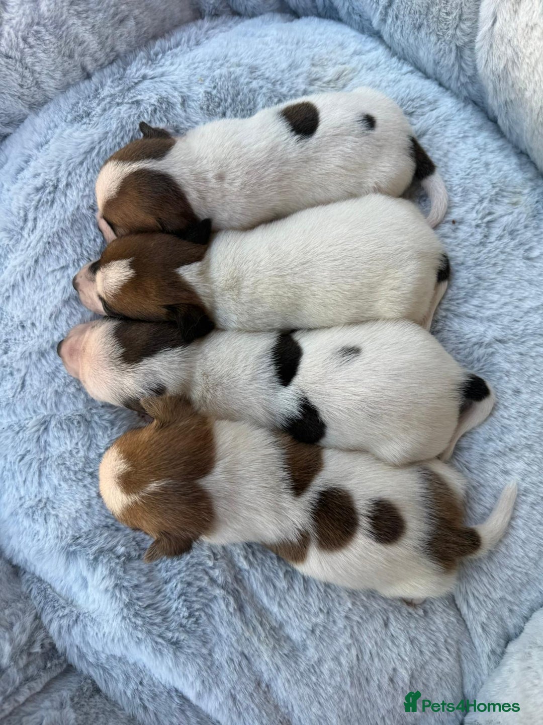 Jack Russell dogs for sale: 3 Jack Russell boy pups - Image 5