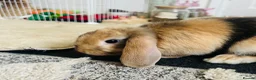 Mini Lop rabbits for sale: Beautiful Mini Lop, Bonded Sisters in Newcastle upon Tyne - Advert 13