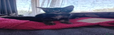 Mixed Breed Kitten 6