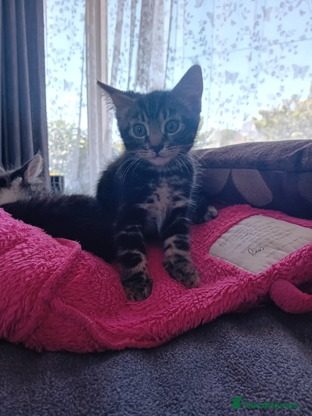 Mixed Breed cats for sale: Bengal cross 8 weeks in Bury Saint Edmunds - Advert 2