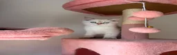 British Longhair cats for sale: WHITE KITTEN COLORPOINT VACCINATED READY FOR HOME - Advert 10