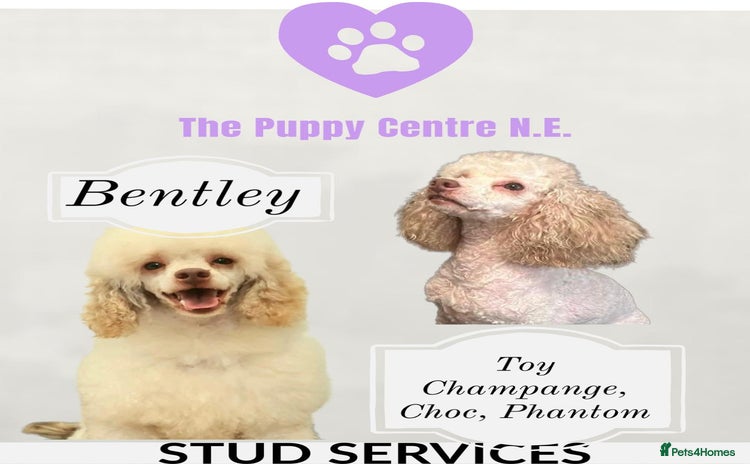 Toy Poodle dogs in Rowlands Gill - Advert 18