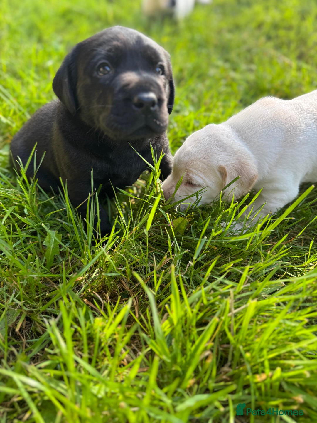 Labrador Retriever dogs for sale: KC health tested Labrador Pups  - Image 32