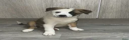 Mixed Breed dogs for sale: RDY 8 CaneCorso x Bullmastiff x BorderCollie Pups - Advert 16