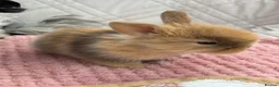Mini Lop rabbits for sale: Mini lops-raised indoors-vaccinated  - Advert 10