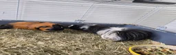 Guinea Pig rodents for sale: 2 MALES & FEMALE  - Advert 4