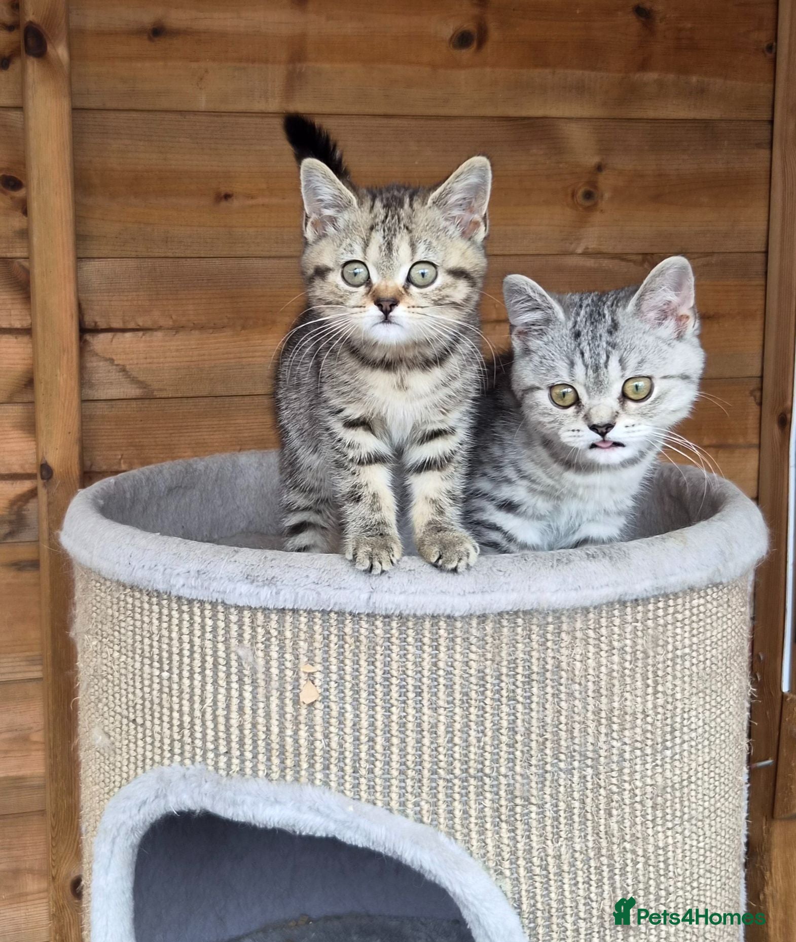 British Shorthair cats Gorgeous British Shorthair kittens  - Advert 11