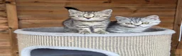 British Shorthair cats for sale: Gorgeous British Shorthair kittens  - Advert 4