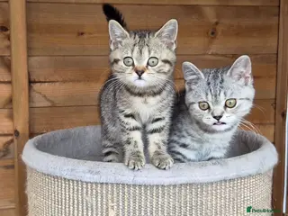 British Shorthair cats Gorgeous British Shorthair kittens - Advert 10