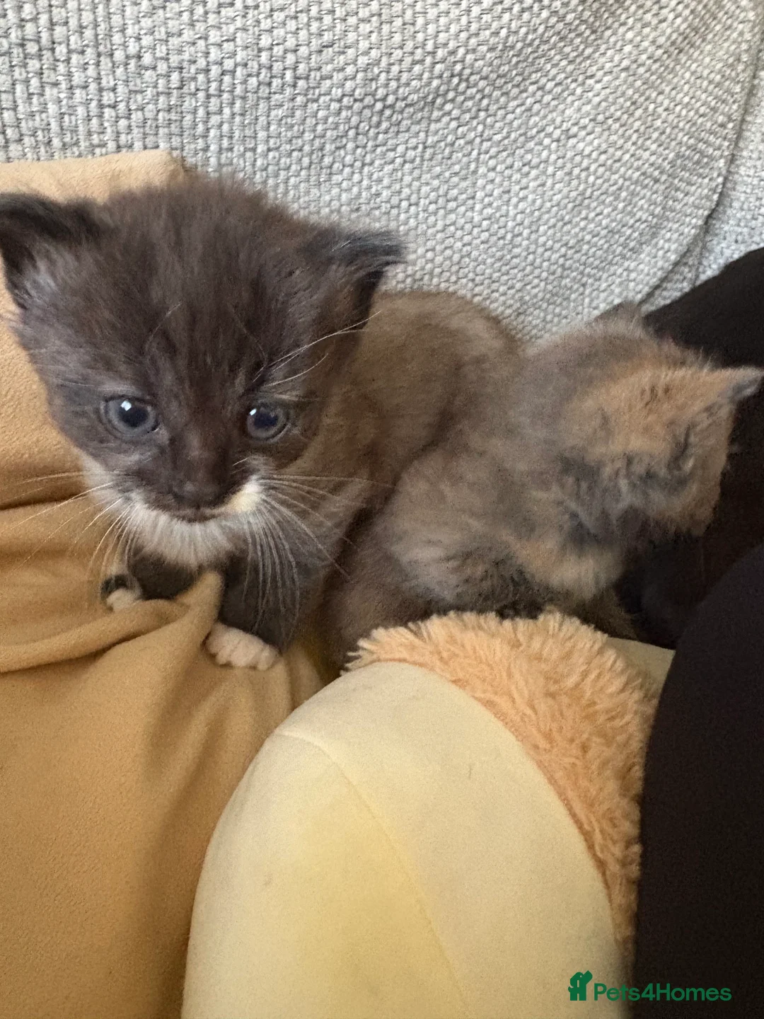 Mixed Breed cats for sale: Little kittens 2 males and 2 females  - Advert 2