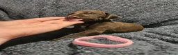 German Shorthaired Pointer dogs for sale: German Shorthaired Pointer Puppies  - Advert 21