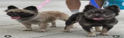 French Bulldog dogs for stud: 💜SICARIO|LILAC & TAN FLUFFY FRENCH BULLDOG STUD💜 - Advert 4