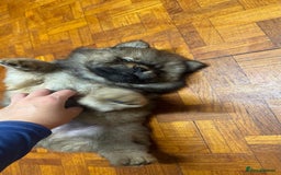Chow Chow dogs for sale: Puppies looking for new home - Image 33