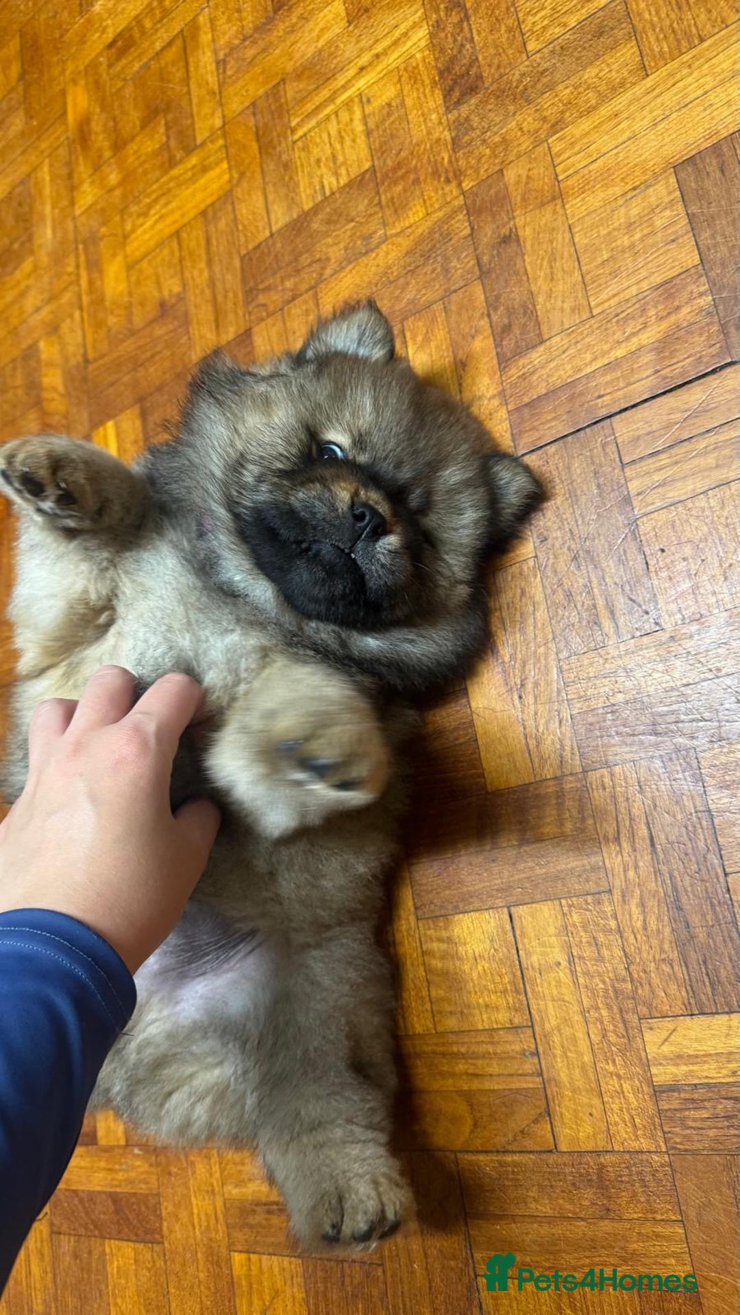 Chow Chow dogs for sale: Puppies looking for new home - Image 33
