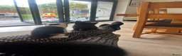 Mixed Breed cats for sale: 3 Kittens looking for furever home 🏠  - Advert 9