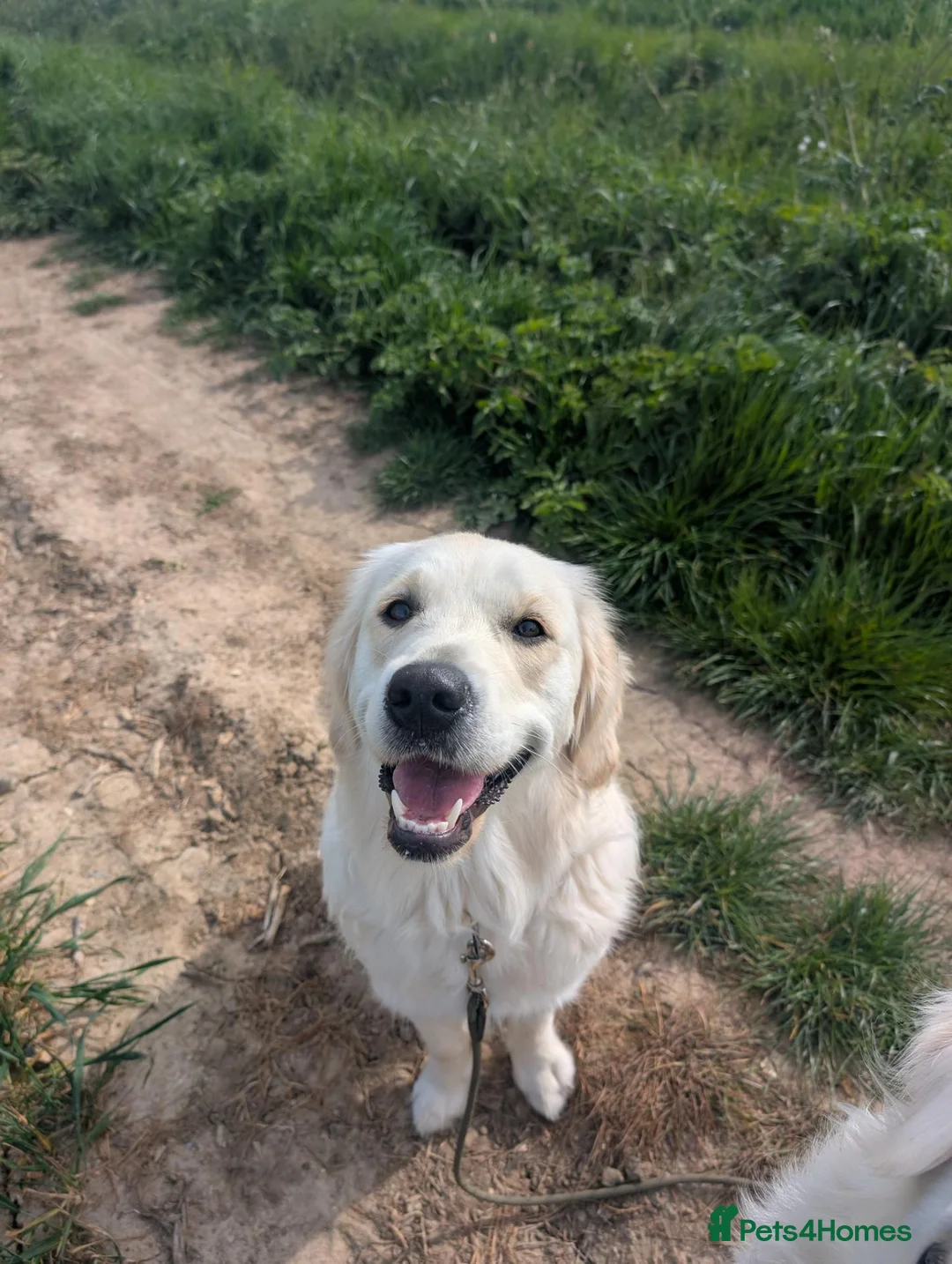Golden Retriever dogs for sale: Bonnie  in Ipswich - Advert 5