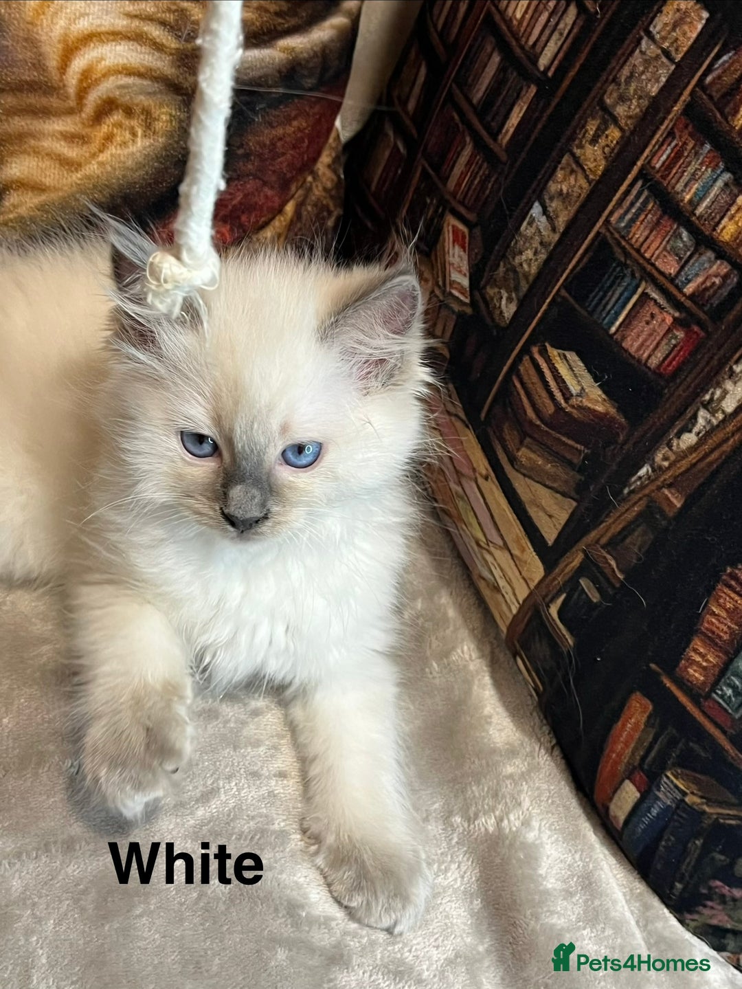 Ragdoll cats for sale: ❤️Amazing Pure Ragdoll Girls Waiting Loving Family - Advert 38