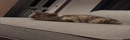 Bengal cats for sale: Luna snow lynx bengal in Bury Saint Edmunds - Advert 2