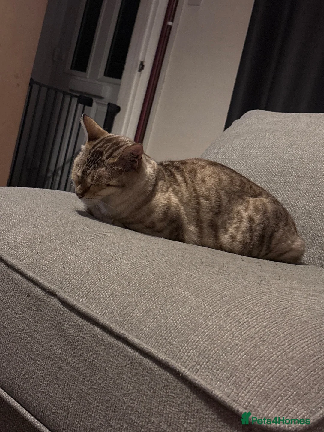 Bengal cats for sale: Luna snow lynx bengal in Bury Saint Edmunds - Advert 2