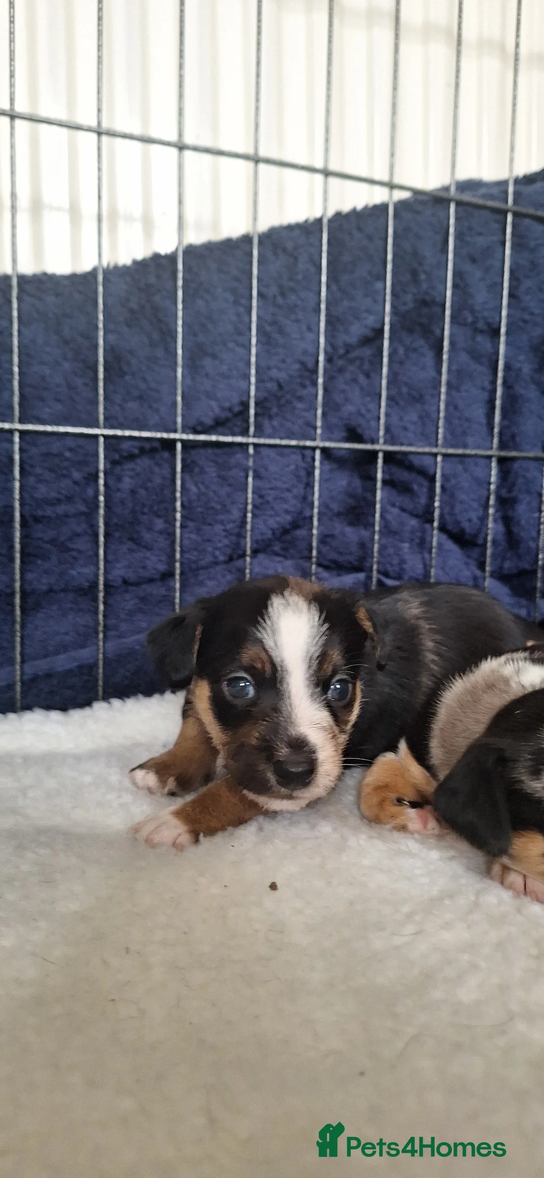 Mixed Breed dogs for sale: 1 beautiful boy left in Maldon - Advert 1