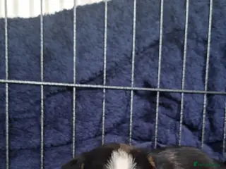 Mixed Breed dogs 1 beautiful boy left in Maldon - Advert 7