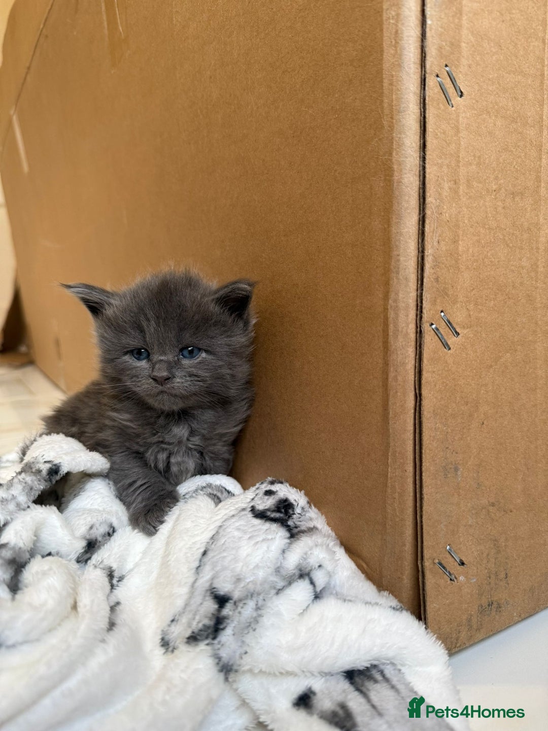 Maine Coon cats for sale: Pedigree Tica Russian Import line Maine Coons - Advert 16