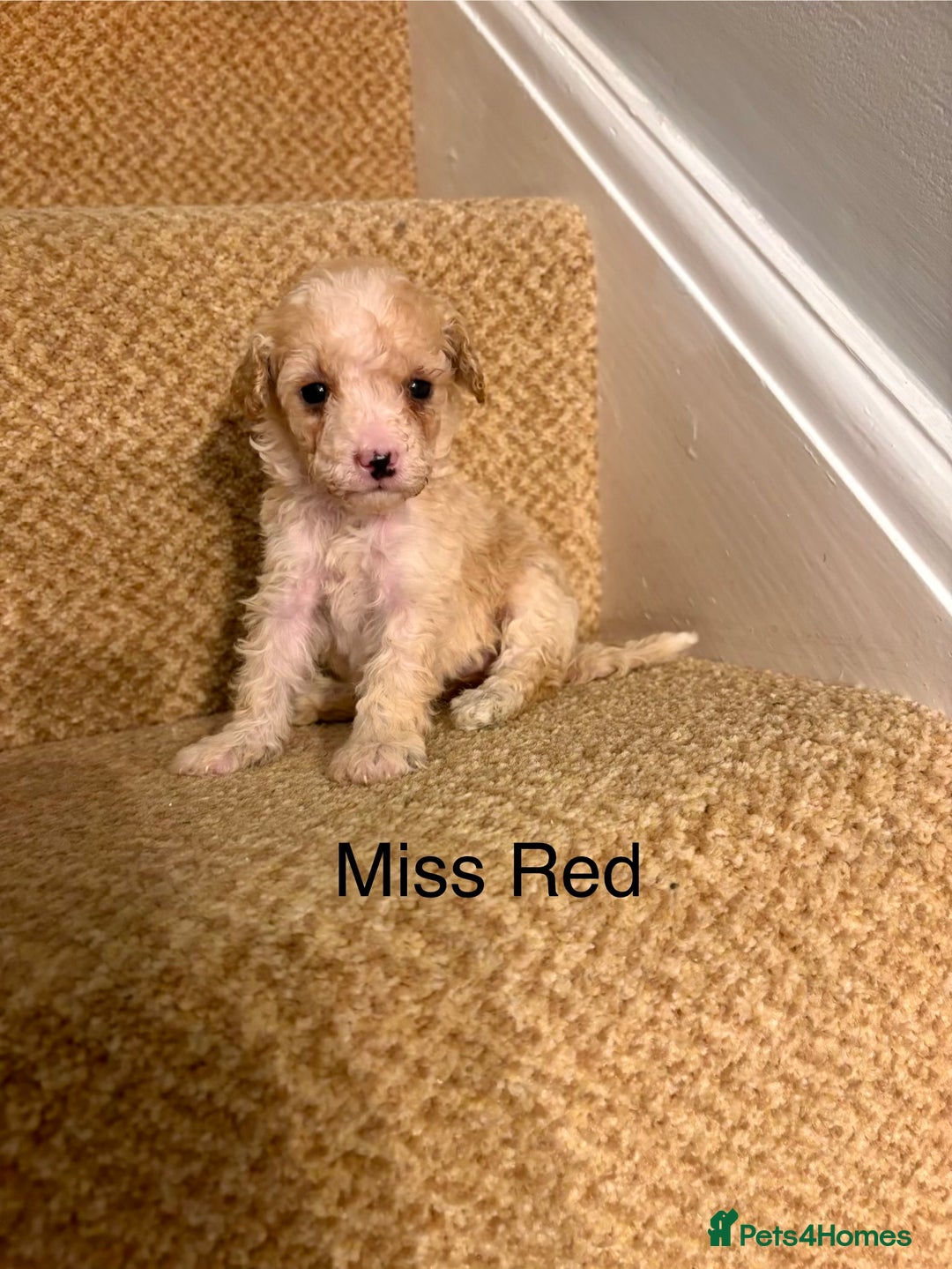 Cavapoo dogs for sale: X5 Beautiful F1b Cavapoo puppies remaining  - Advert 4