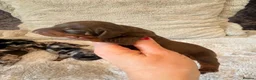 Miniature Dachshund dogs for sale: Beautiful Litter -  K.C Registered  - Advert 6