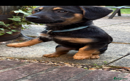 Mixed Breed dogs for sale: German shepherd dachshund cross - Image 6