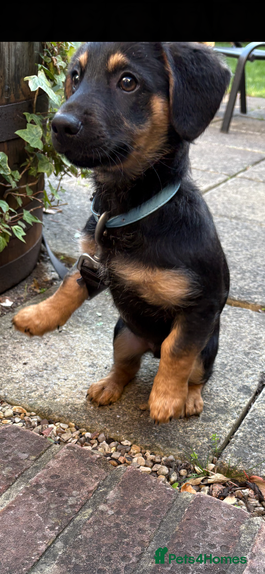 Mixed Breed dogs for sale: German shepherd dachshund cross - Image 6