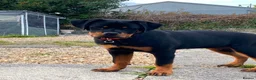 Rottweiler dogs for sale: Rottweiler puppies for show & breeding - Advert 6