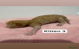 Mixed Breed cats for sale: 3 beautiful cross Maine coon kittens  - Image 7