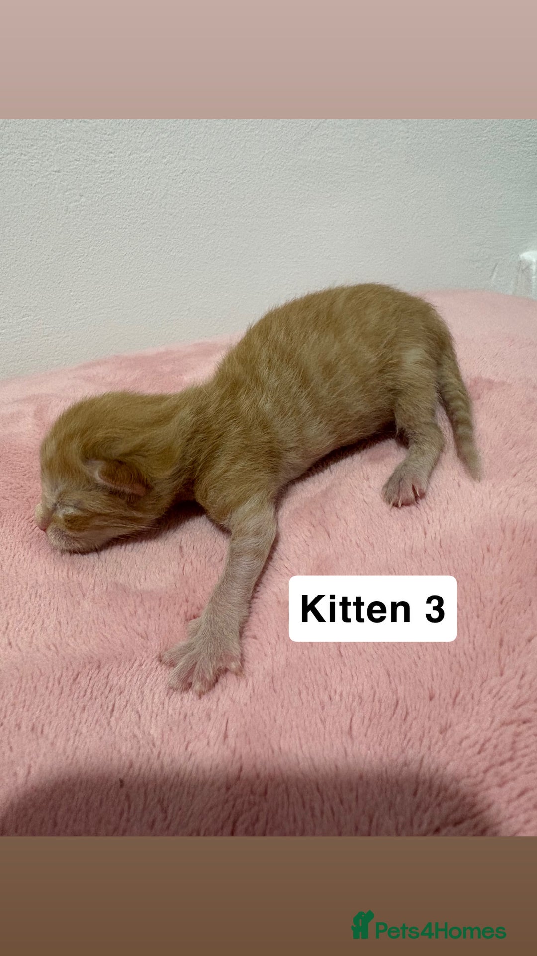 Mixed Breed cats for sale: 3 beautiful cross Maine coon kittens  - Image 7