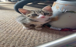 Mixed Breed cats for sale: 2 female snowshoe cross kittens - Image 3