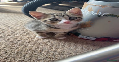 Mixed Breed cats - Advert 2