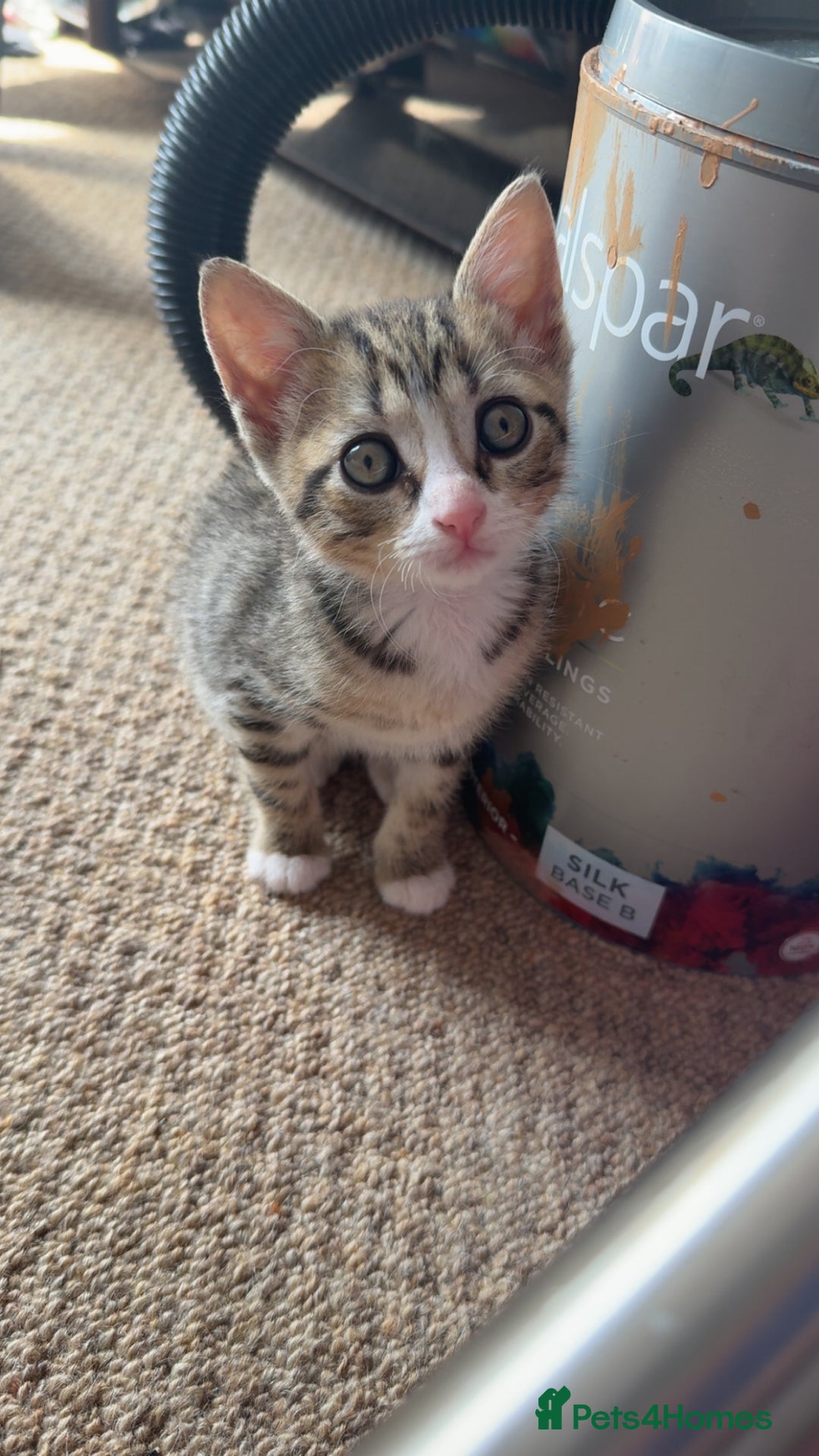 Mixed Breed cats for sale: 2 female snowshoe cross kittens - Image 3