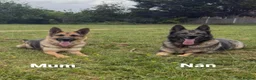 German Shepherd dogs for sale: Working line GSD puppies - 3rd generation breeding - Advert 1